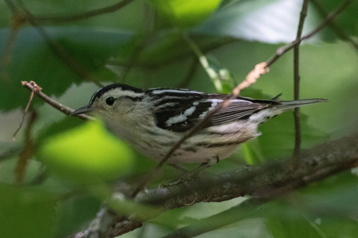 シロクロアメリカムシクイ - ML636175733