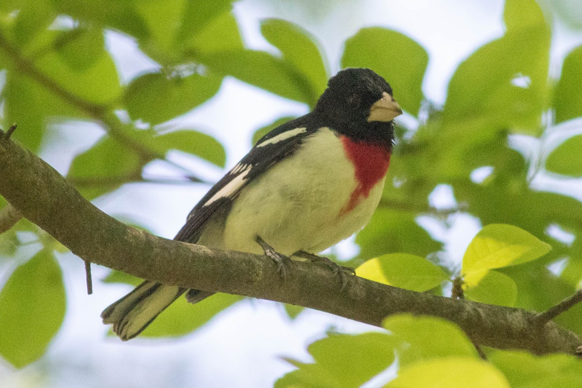 ムネアカイカル - ML636175738