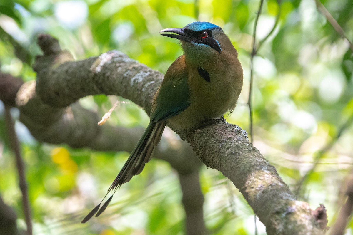 Blauscheitelmotmot - ML636175890