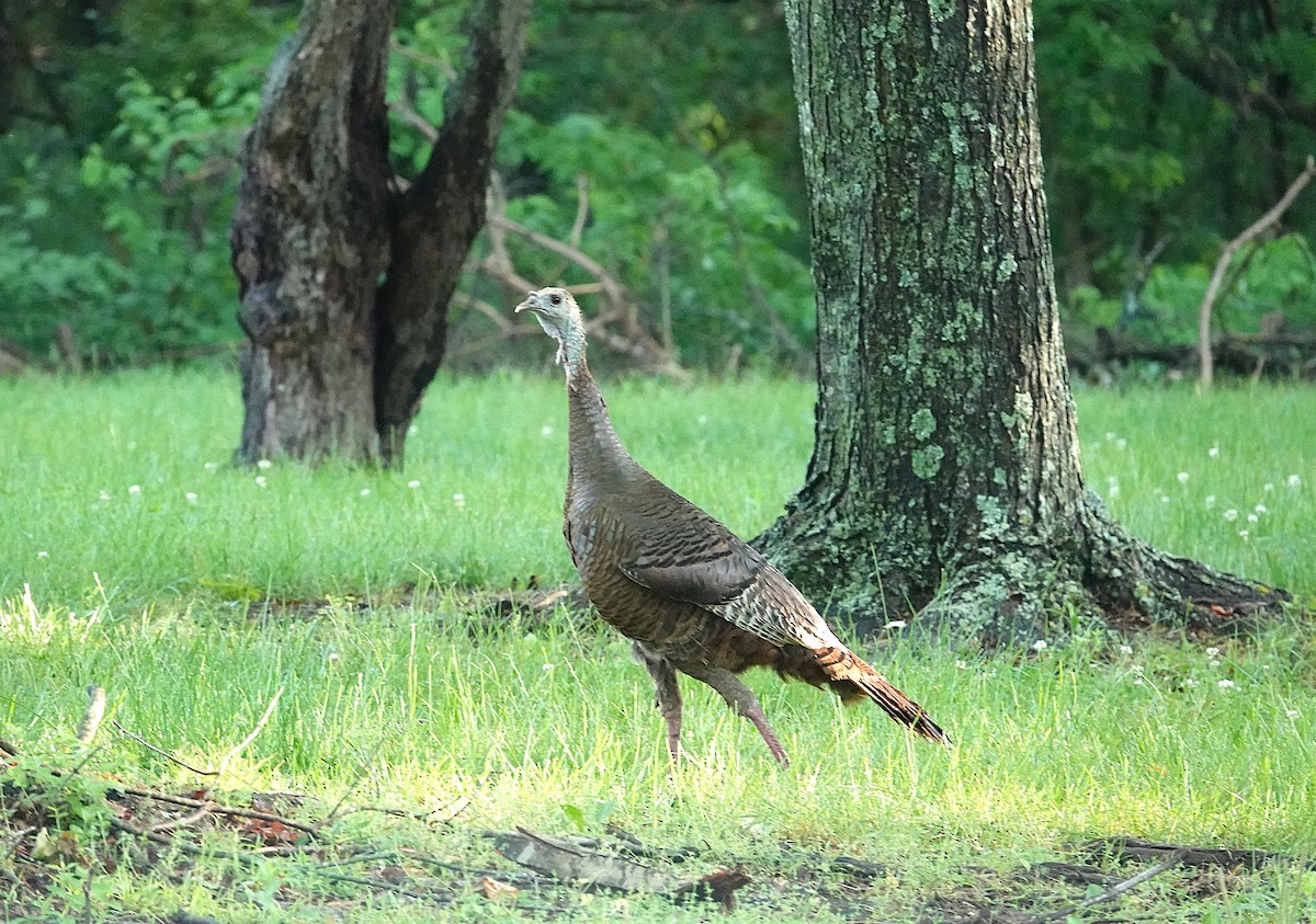 Wild Turkey - ML636175949