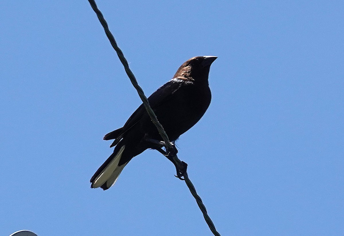 Vacher à tête brune - ML636176001