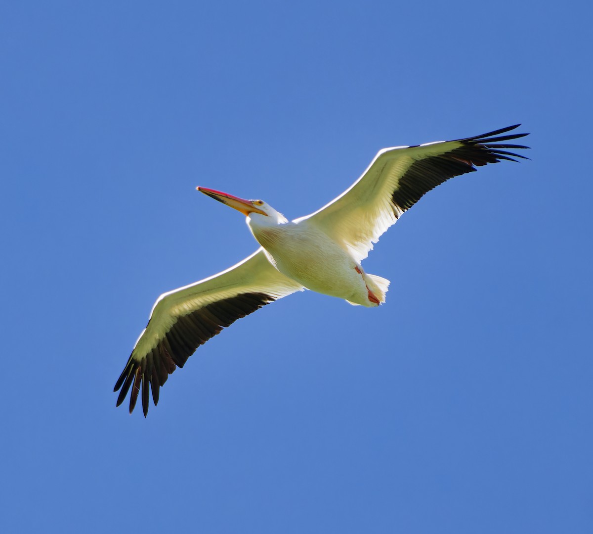 American White Pelican - ML636176296