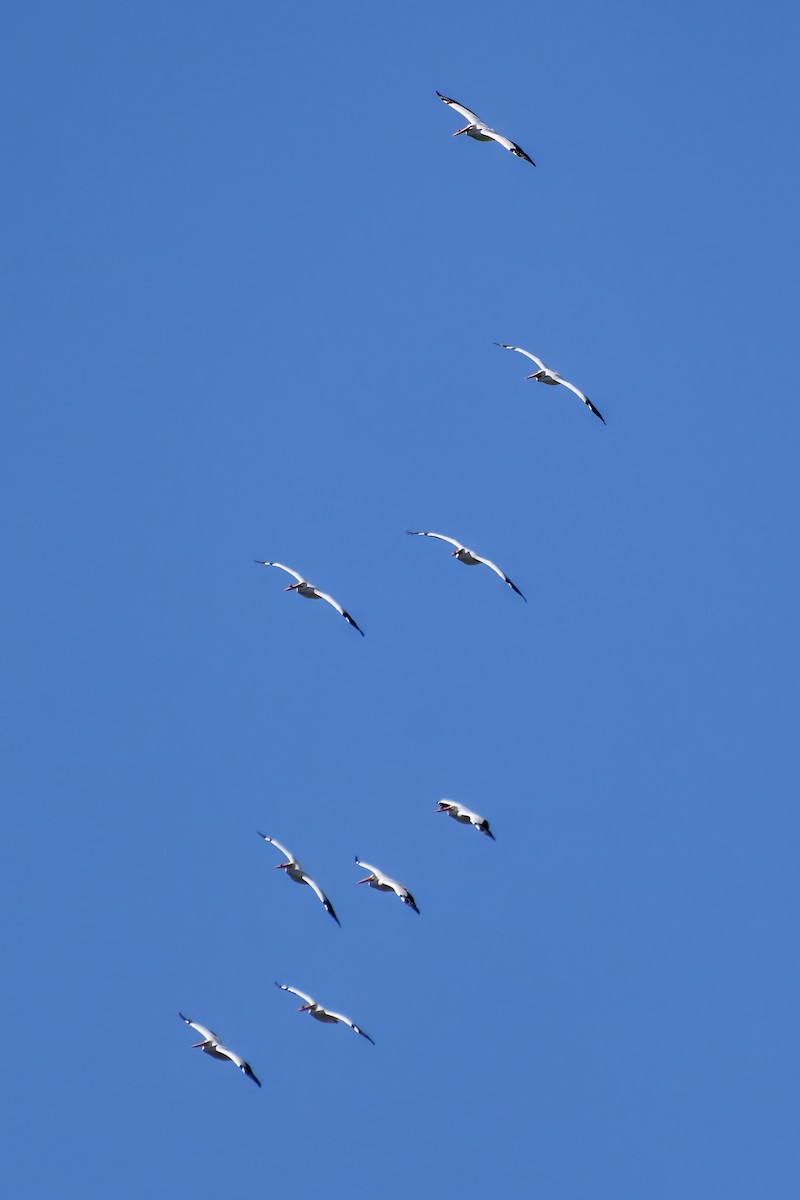 American White Pelican - ML636176297