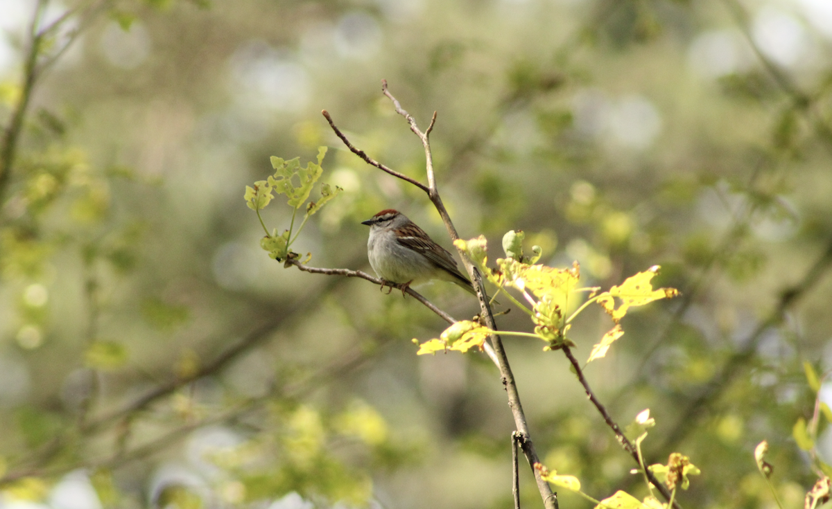 Chipping Sparrow - ML636176345