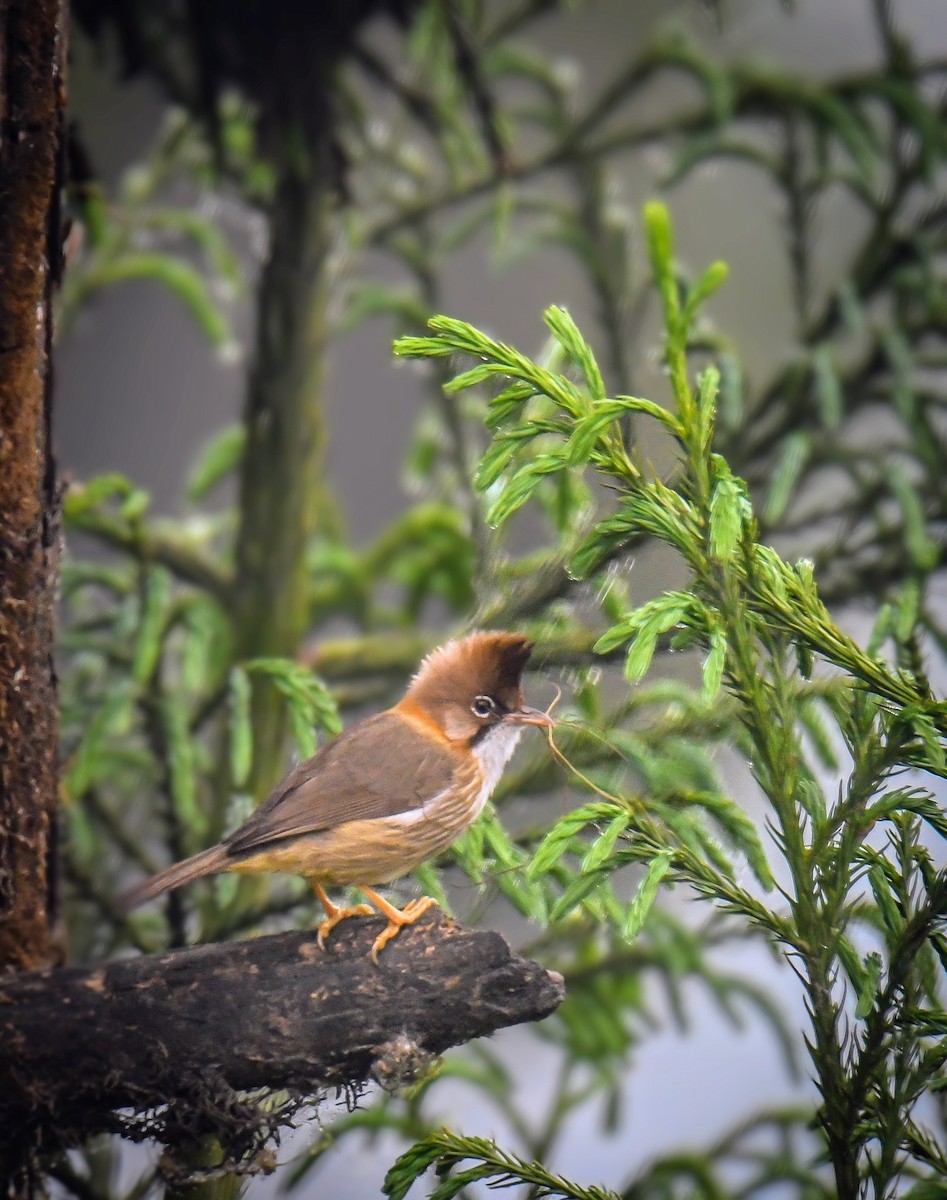 Yuhina Bigotuda - ML636176421