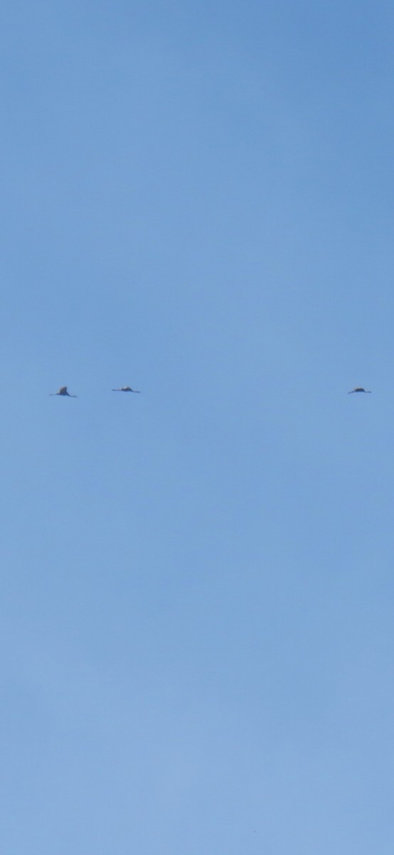 Sandhill Crane - ML636176519