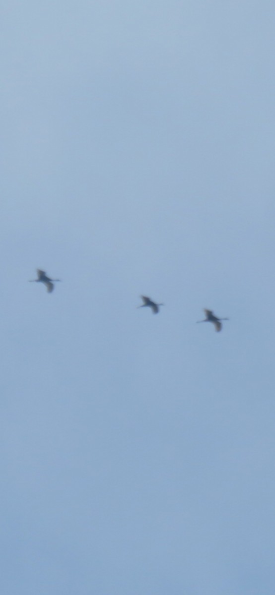 Sandhill Crane - ML636176524