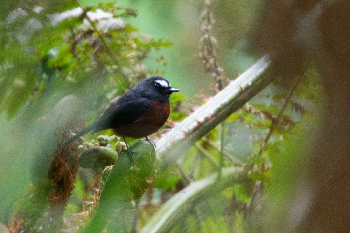 Chestnut-bellied Chat-Tyrant - ML636176548