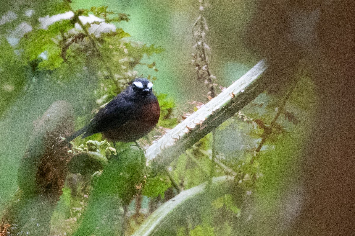 Chestnut-bellied Chat-Tyrant - ML636176549