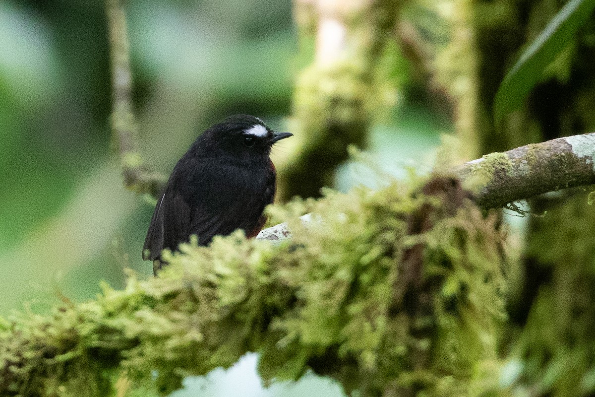 Chestnut-bellied Chat-Tyrant - ML636176550