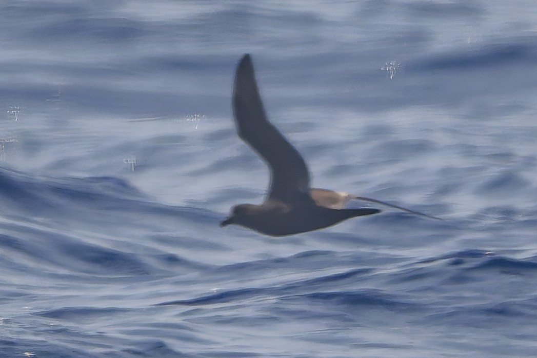 Bulwer's Petrel - ML636176656