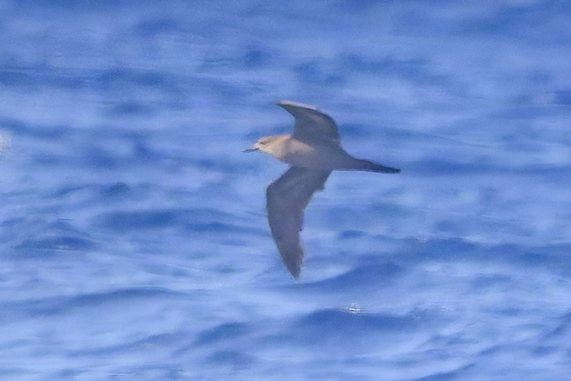 Wedge-tailed Shearwater - ML636176663