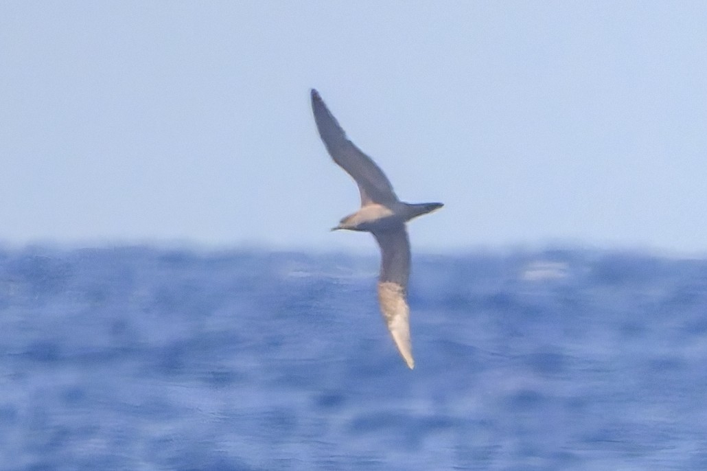 Wedge-tailed Shearwater - ML636176664