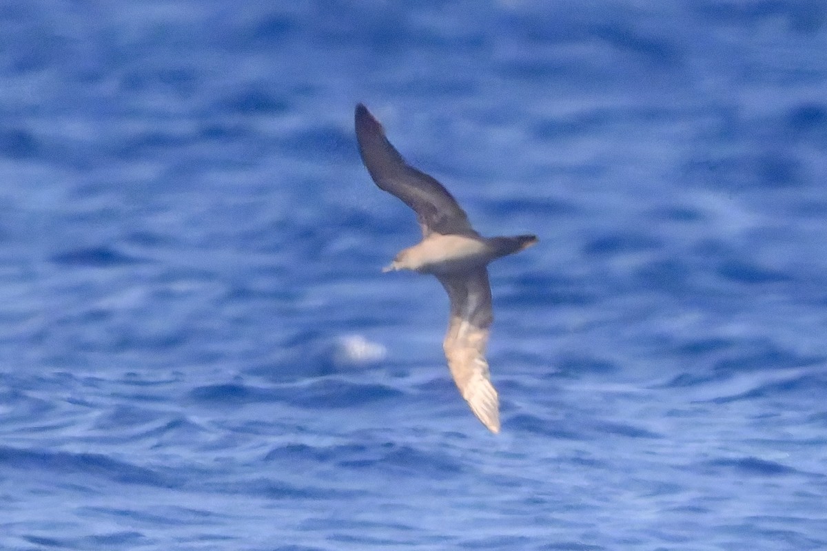 Wedge-tailed Shearwater - ML636176665