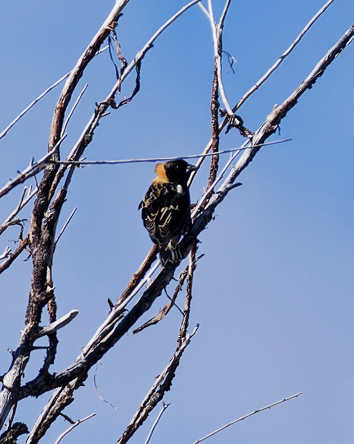 Bobolink - ML636176725