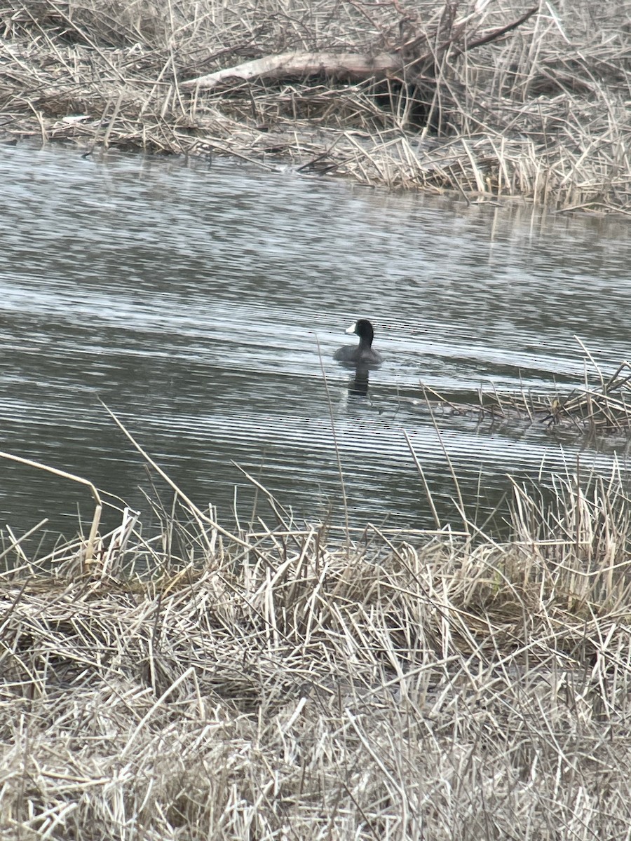 אגמית אמריקנית - ML636176791