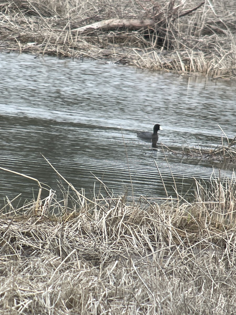 אגמית אמריקנית - ML636176794