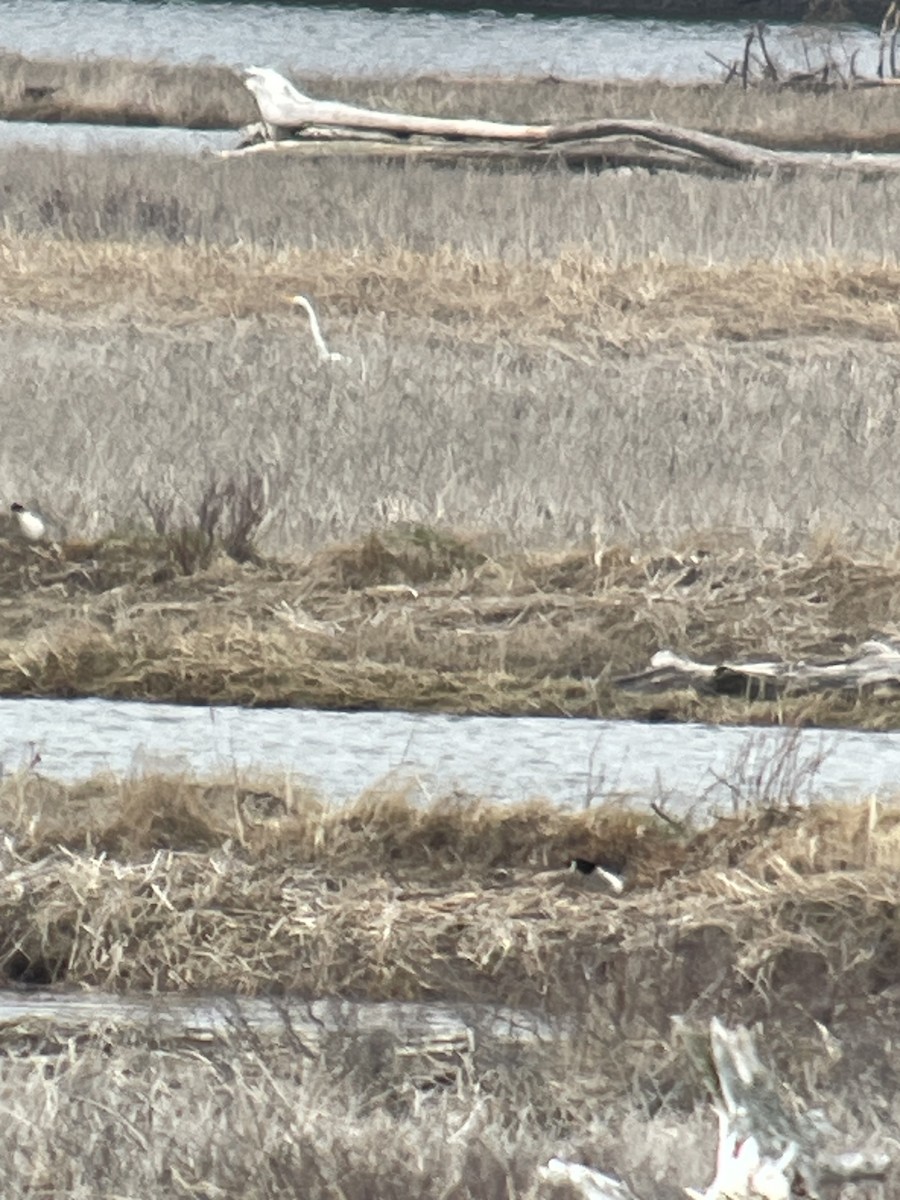 לבנית גדולה - ML636176832