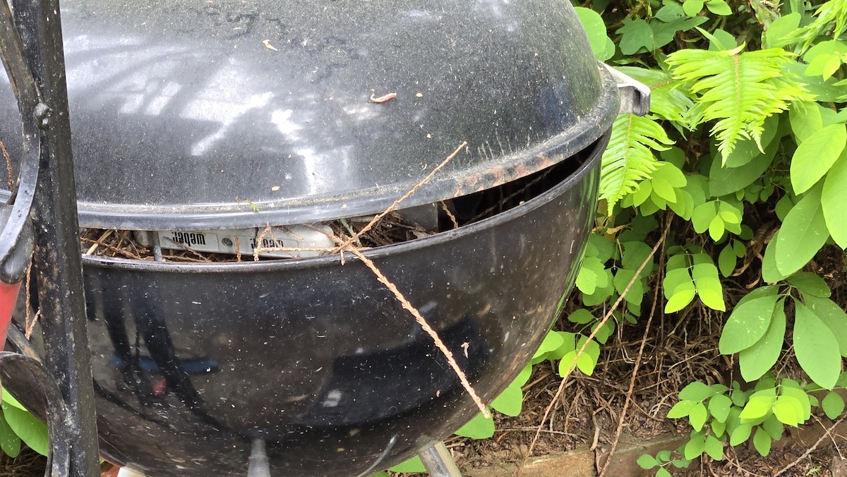 Bewick's Wren - ML636176930