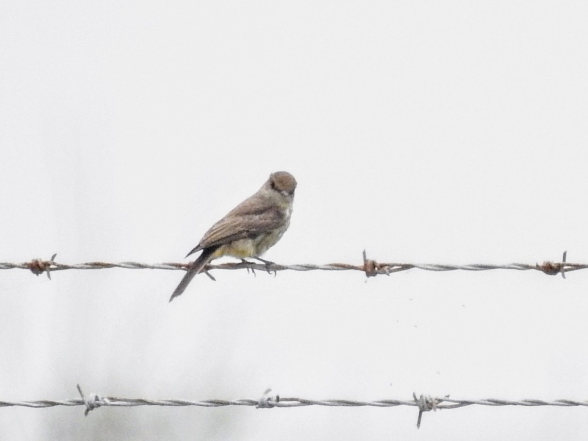 Vermilion Flycatcher - ML636177001