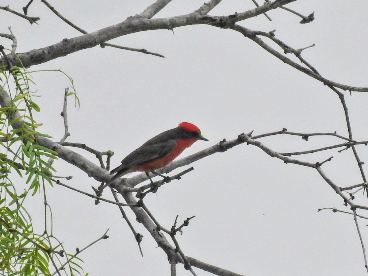 Vermilion Flycatcher - ML636177002