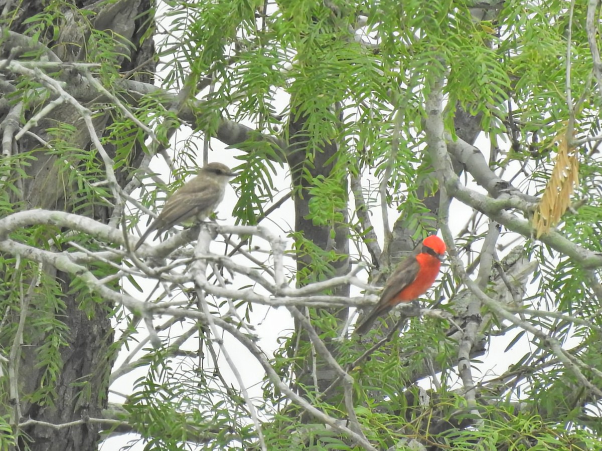 Vermilion Flycatcher - ML636177003