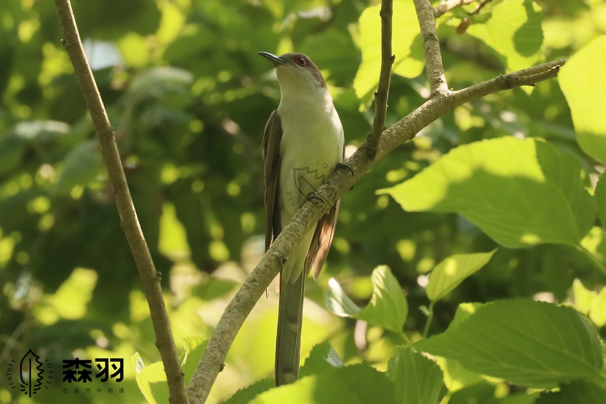 kukačka černozobá - ML636177076