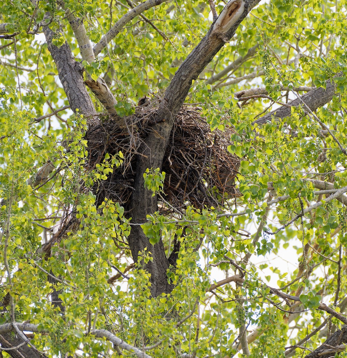 Red-tailed Hawk - ML636177082