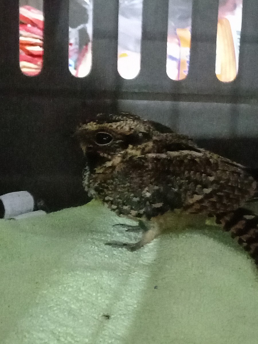 Spot-tailed Nightjar - ML636177084