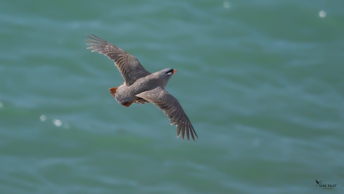 See-see Partridge - ML636177098