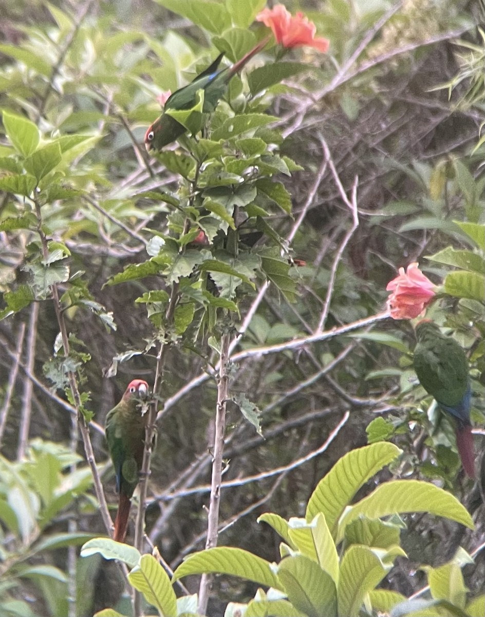 Rose-headed Parakeet - ML636177112