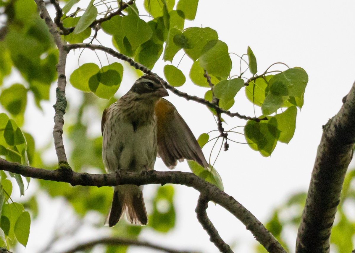 Rose-breasted Grosbeak - ML636177124
