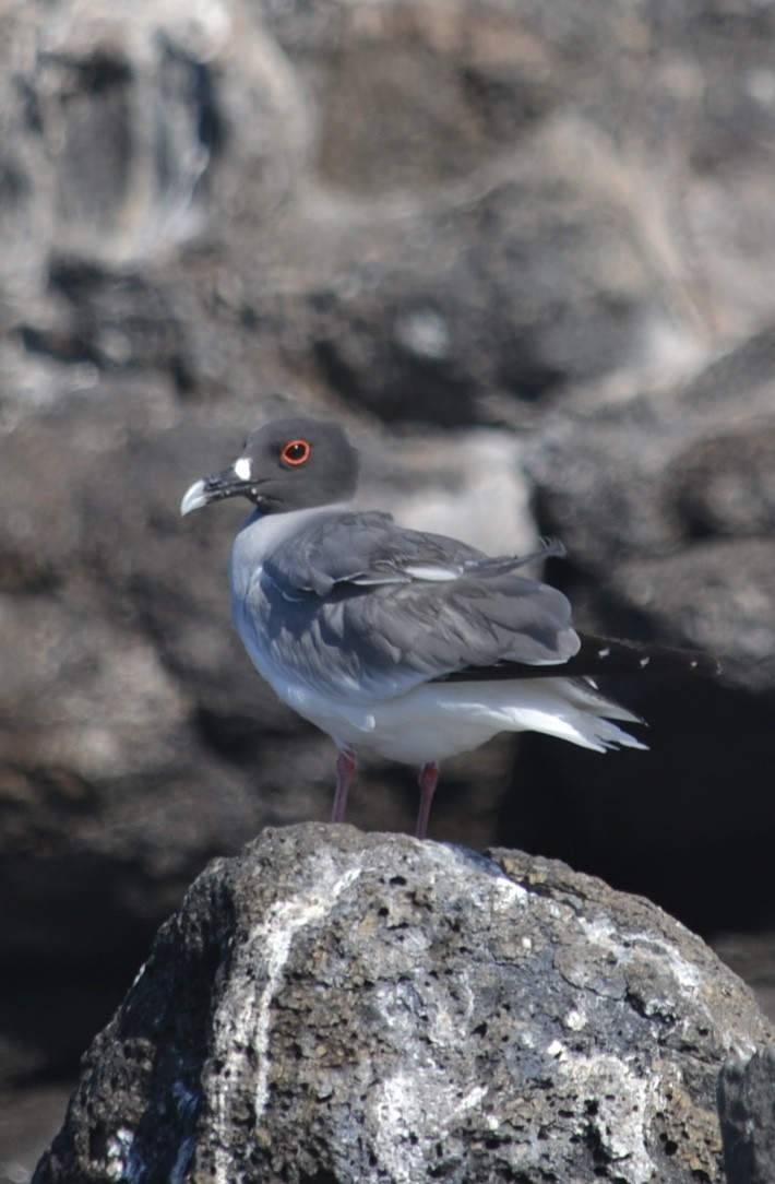 Swallow-tailed Gull - ML636177192