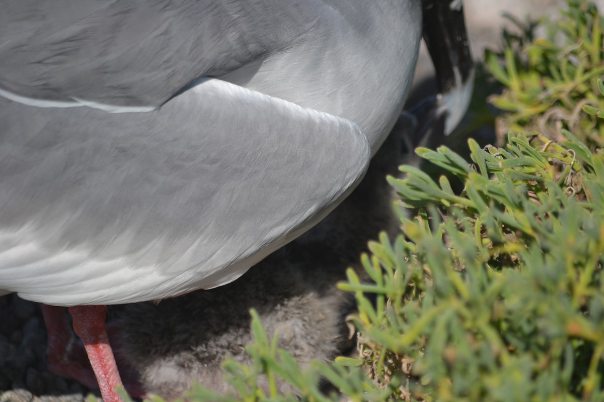 Swallow-tailed Gull - ML636177193