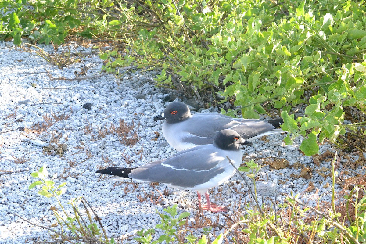 Swallow-tailed Gull - ML636177194