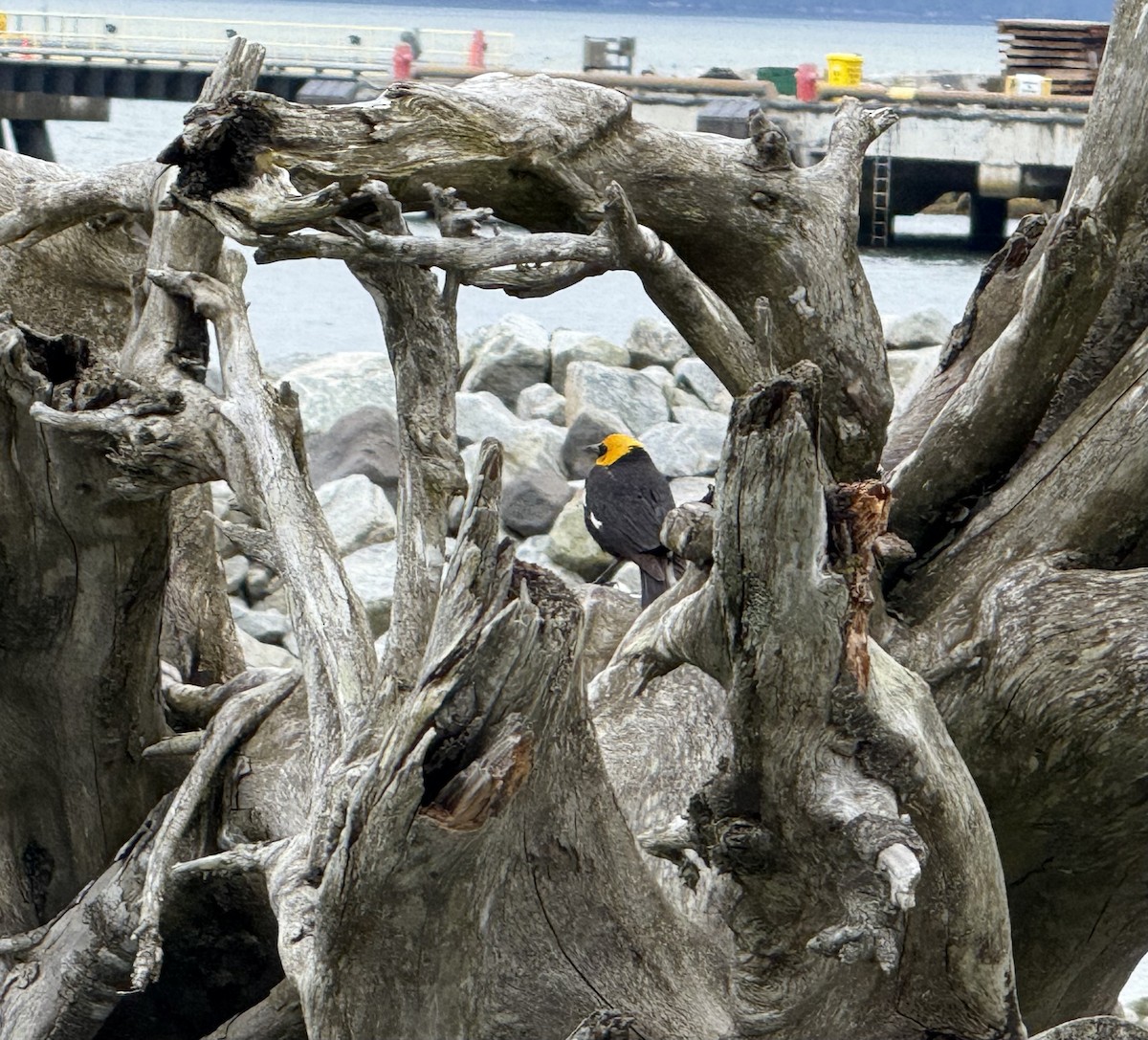 Yellow-headed Blackbird - ML636177198