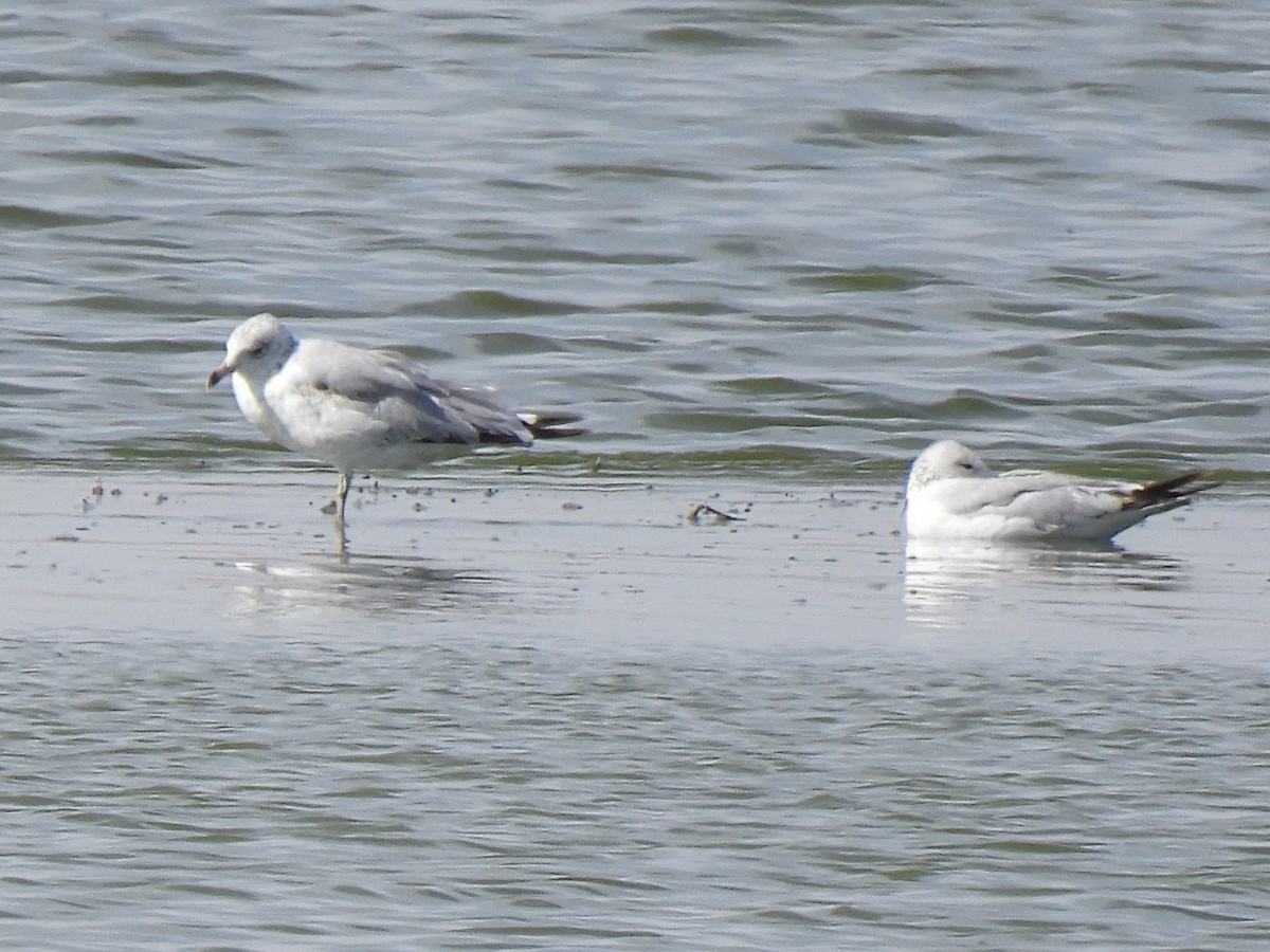 Ring-billed Gull - ML636177326