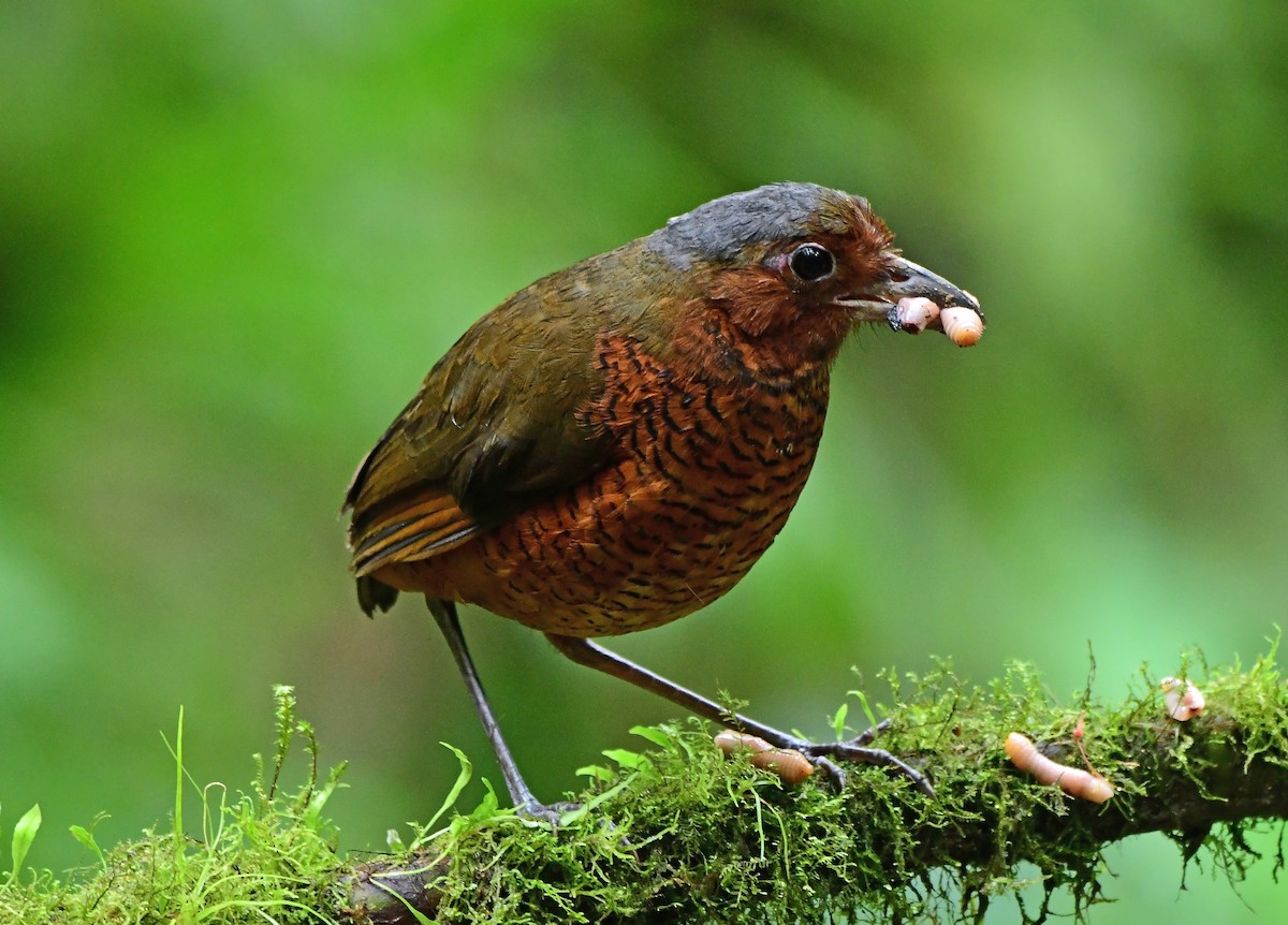 Giant Antpitta - ML636177328