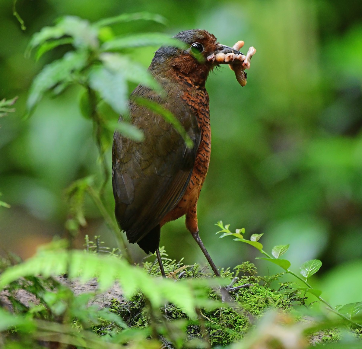 Giant Antpitta - ML636177346