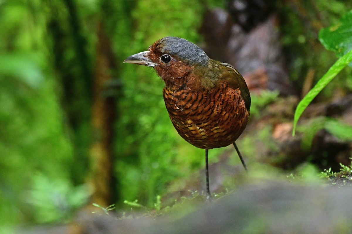 Giant Antpitta - ML636177355