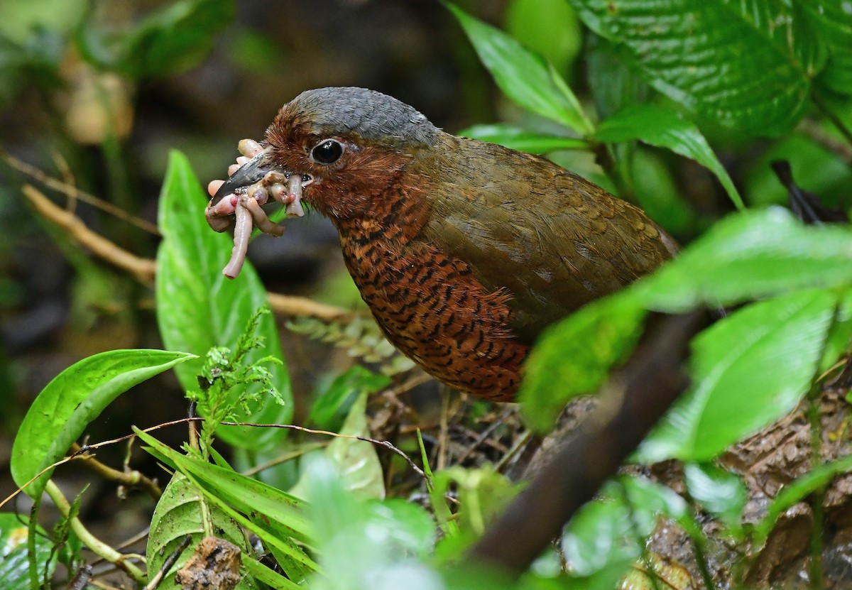Giant Antpitta - ML636177370