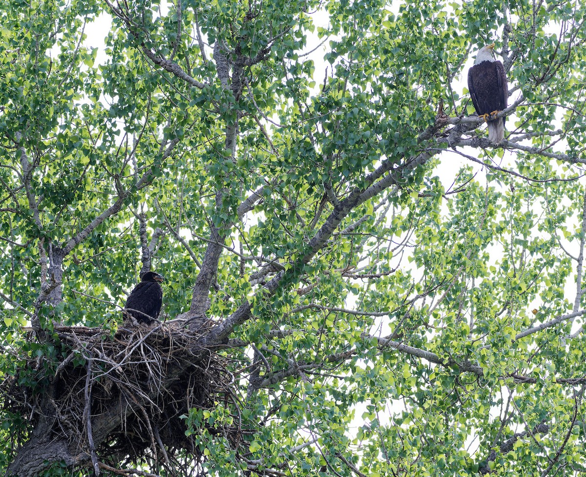 Bald Eagle - ML636177496