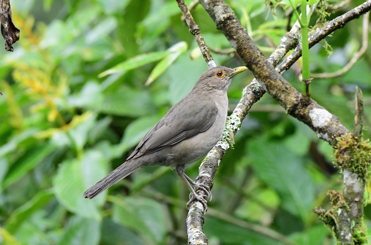 Ecuadorian Thrush - ML636177525