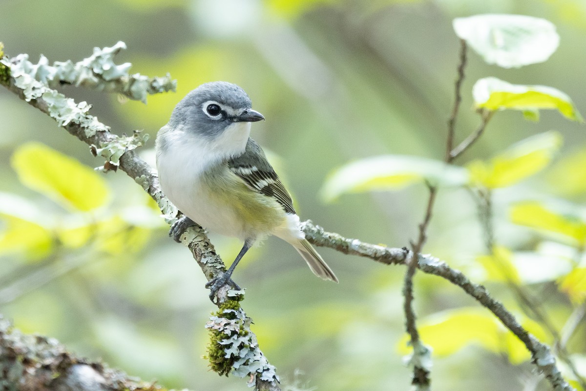 Blue-headed Vireo - Baxter Beamer