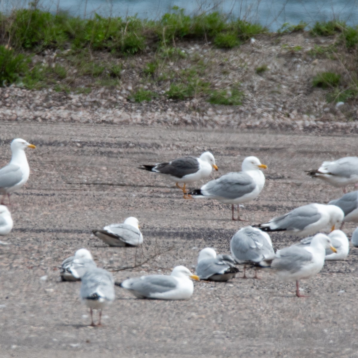 Lesser Black-backed Gull - ML636177624