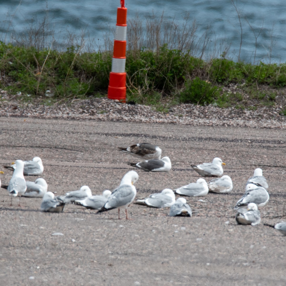 Lesser Black-backed Gull - ML636177625