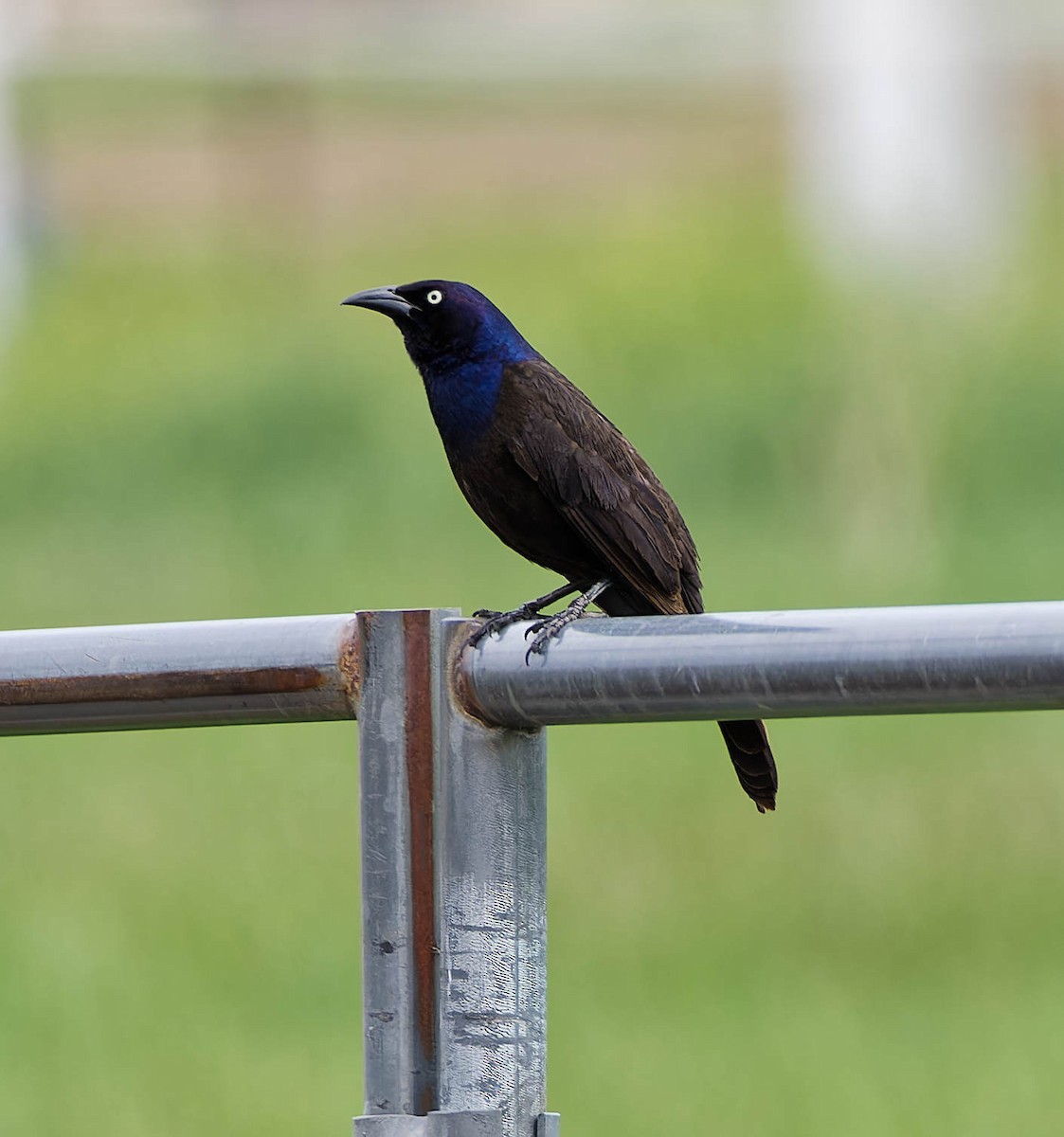 Common Grackle - ML636177749