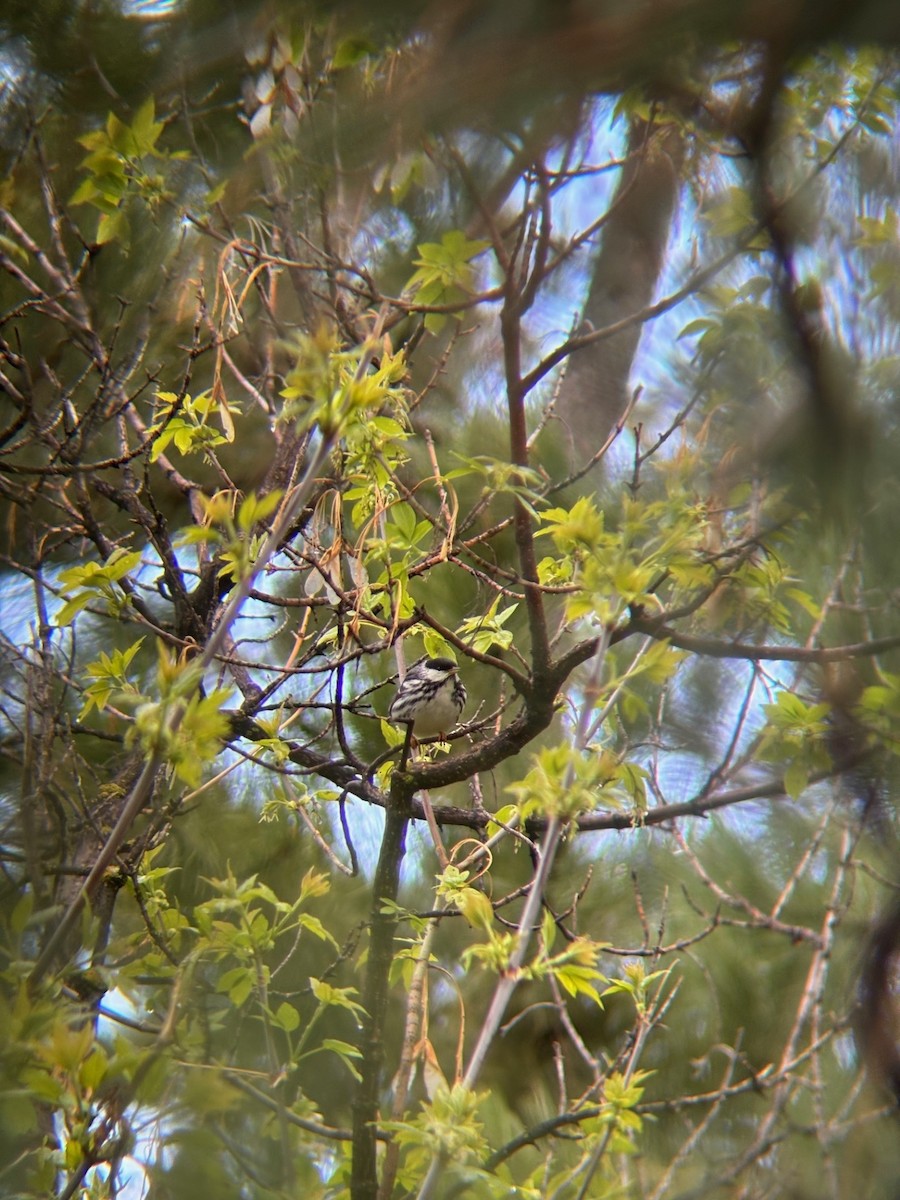 Blackpoll Warbler - ML636177760