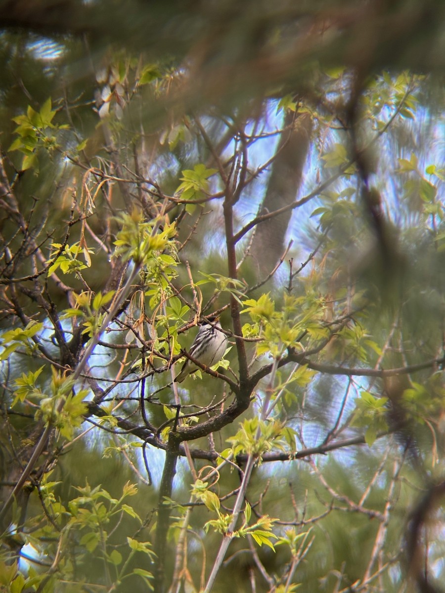 Blackpoll Warbler - ML636177761