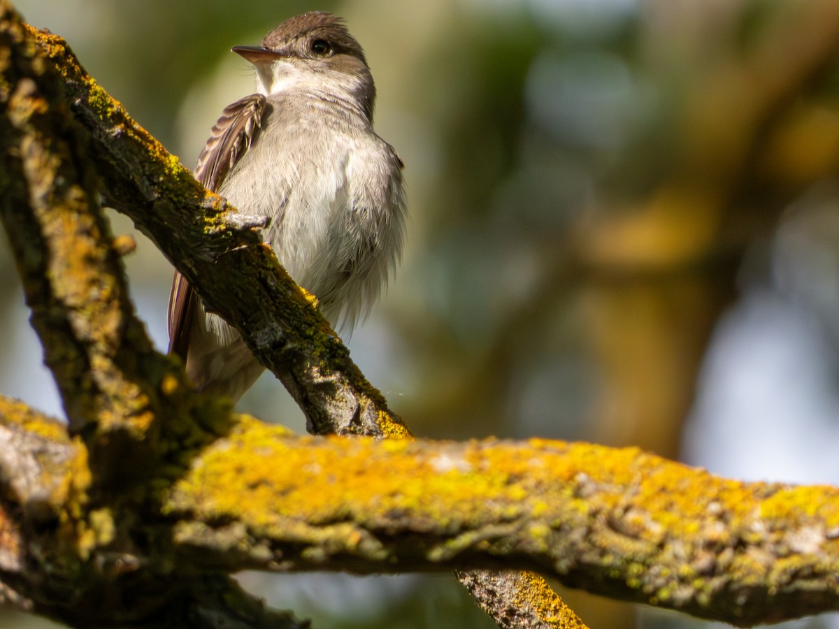 Western Wood-Pewee - ML636177887